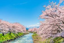 舟川の桜