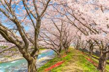 舟川の桜