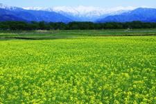 舟川の桜