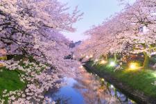 松川の桜