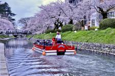 松川の桜