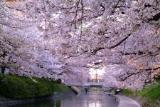 松川の桜