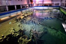 魚津埋没林博物館