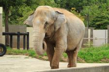 いしかわ動物園