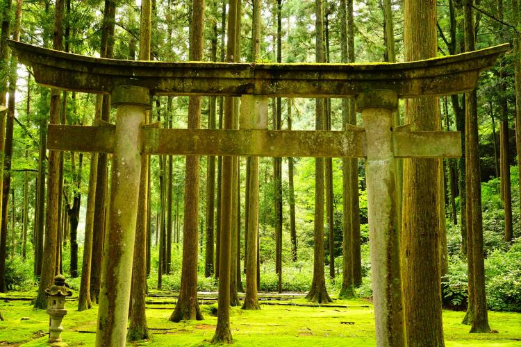 叡智の杜(苔の里)