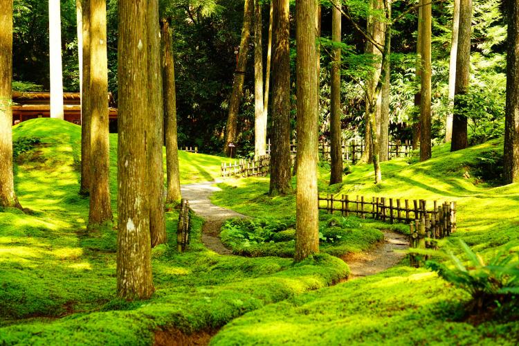 叡智の杜(苔の里)