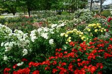 金沢南総合運動公園　バラ園