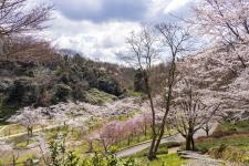 卯辰山公園