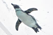 越前松島水族館