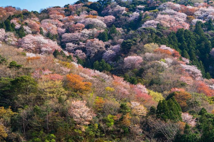 神子の山桜（常神半島）