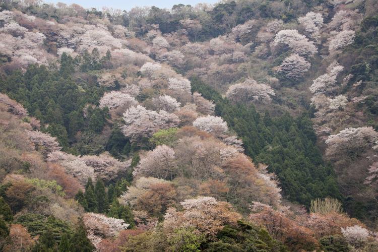 神子の山桜（常神半島）