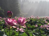 花はす公園