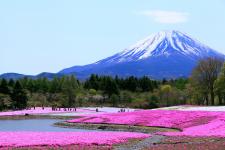 富士芝桜まつり ドライブコンサルタント