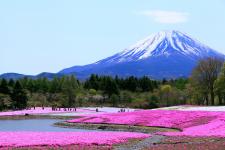 富士芝桜まつり
