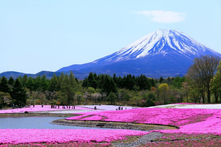 富士芝桜まつり