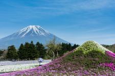 富士芝桜まつり