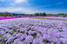 富士芝桜まつり