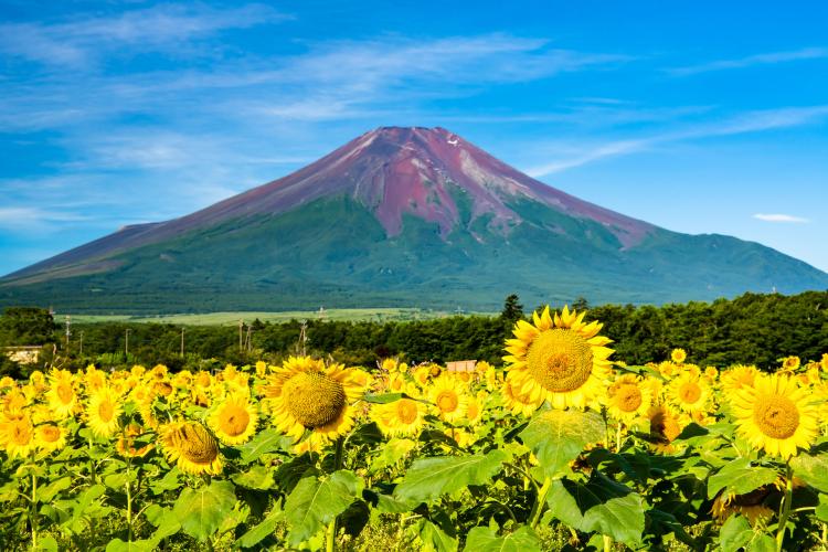 花の都公園（山中湖/富士山）