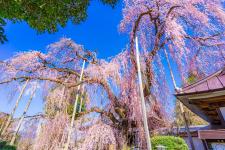 慈雲寺