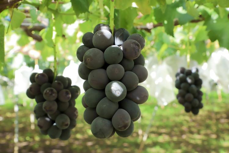 勝沼ぶどうの丘