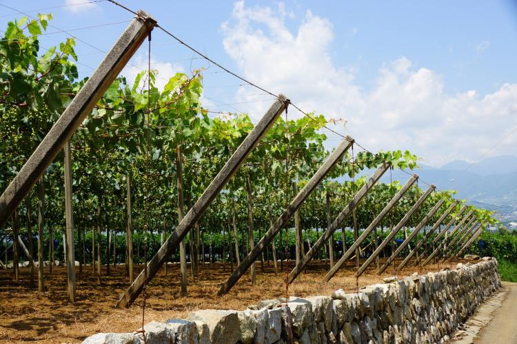 勝沼ぶどうの丘