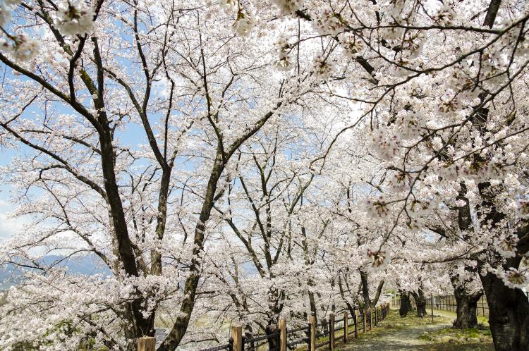 甚六桜（JR勝沼ぶどう郷駅）