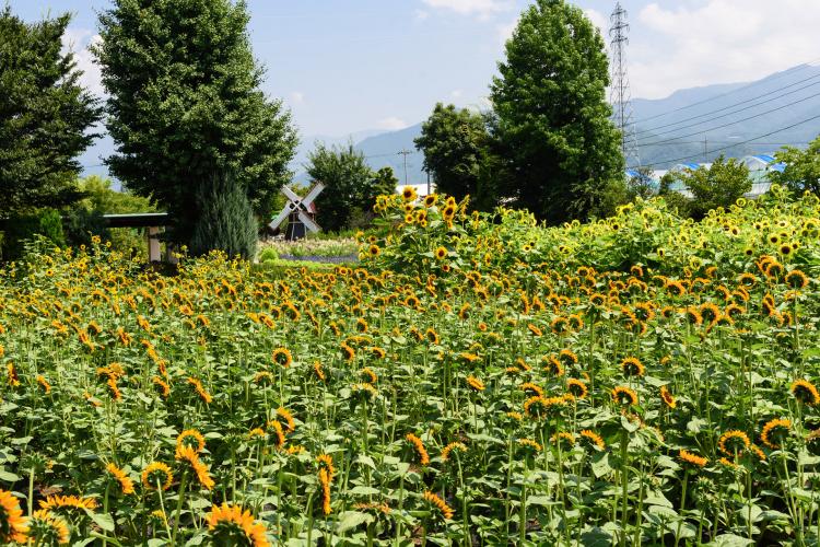 ハーブ庭園旅日記