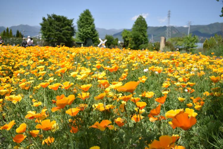 ハーブ庭園旅日記
