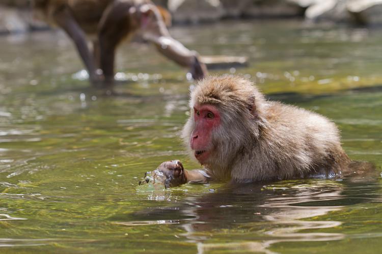 地獄谷野猿公苑