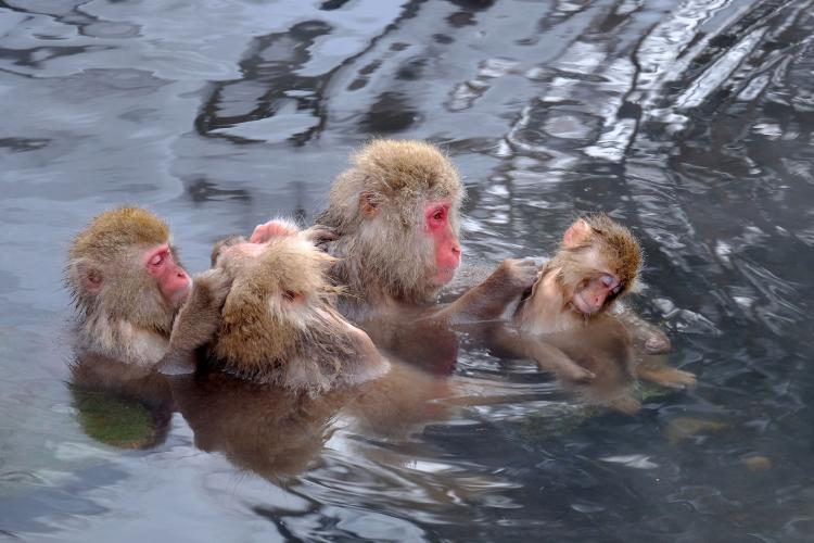 地獄谷野猿公苑