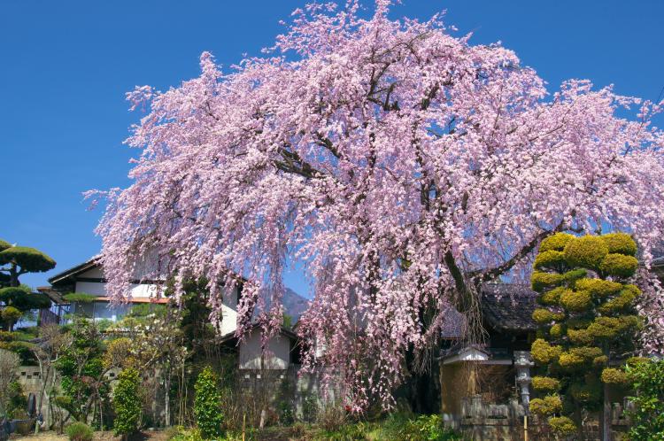黄梅院の桜