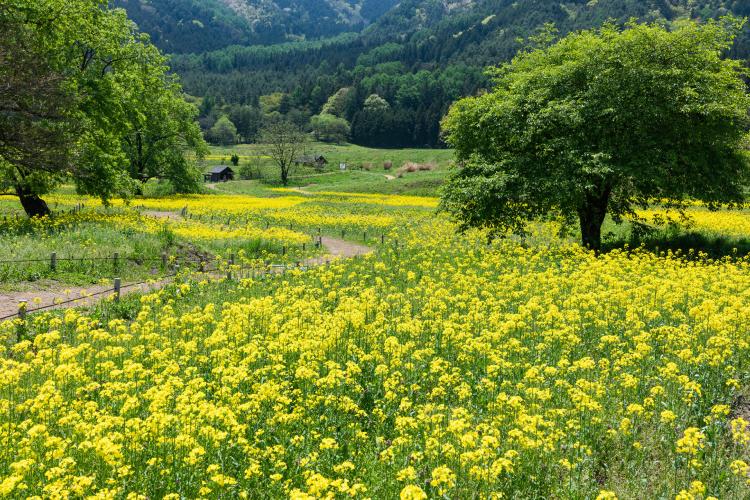 国営アルプスあづみの公園(堀金・穂高地区)