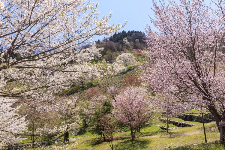 陸郷の山桜（桜仙峡）