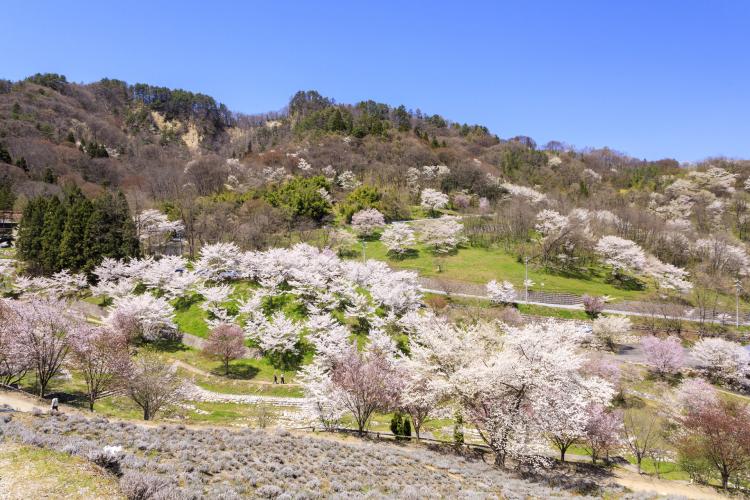 陸郷の山桜（桜仙峡）