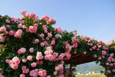 さかき千曲川バラ公園