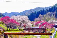 余里の一里花桃