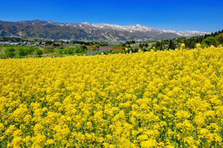 飯山菜の花公園 ドライブコンサルタント 飯山菜の花公園 ドライブコンサルタント