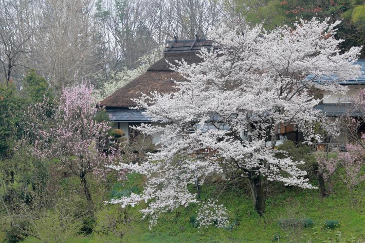 谷村家の桜