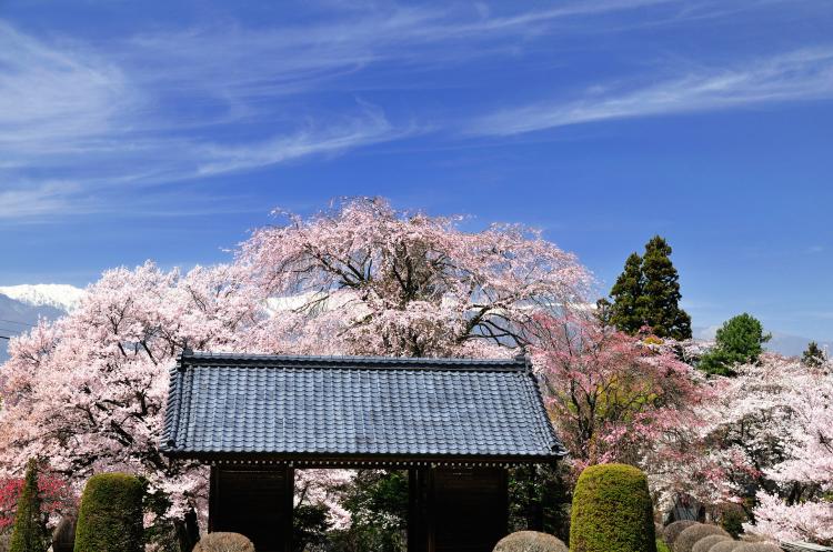蔵澤寺のしだれ桜