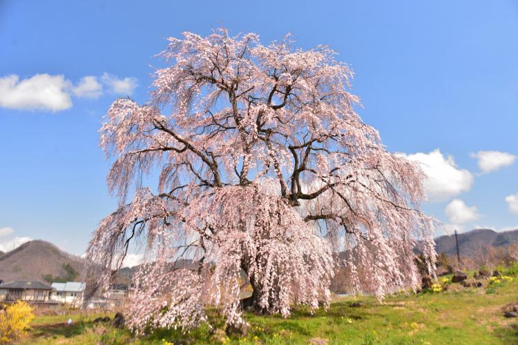 和美の桜