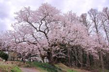 立屋の桜