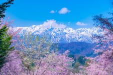 番所の桜