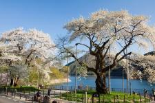 荘川桜（御母衣湖）