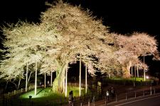荘川桜（御母衣湖）