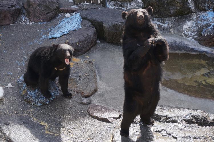 奥飛騨クマ牧場