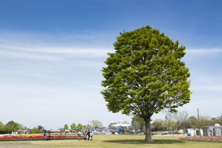 木曽三川公園センター 国営木曽三川公園 ドライブコンサルタント 木曽三川公園センター 国営木曽三川公園 ドライブコンサルタント