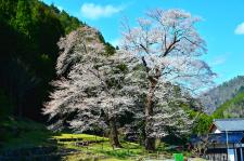 苗代桜