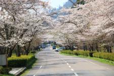 寺尾ヶ原千本桜公園