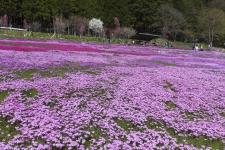 國田家の芝桜