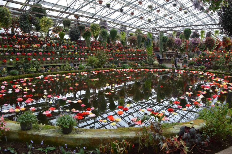 富士花鳥園 ドライブコンサルタント 富士花鳥園 ドライブコンサルタント